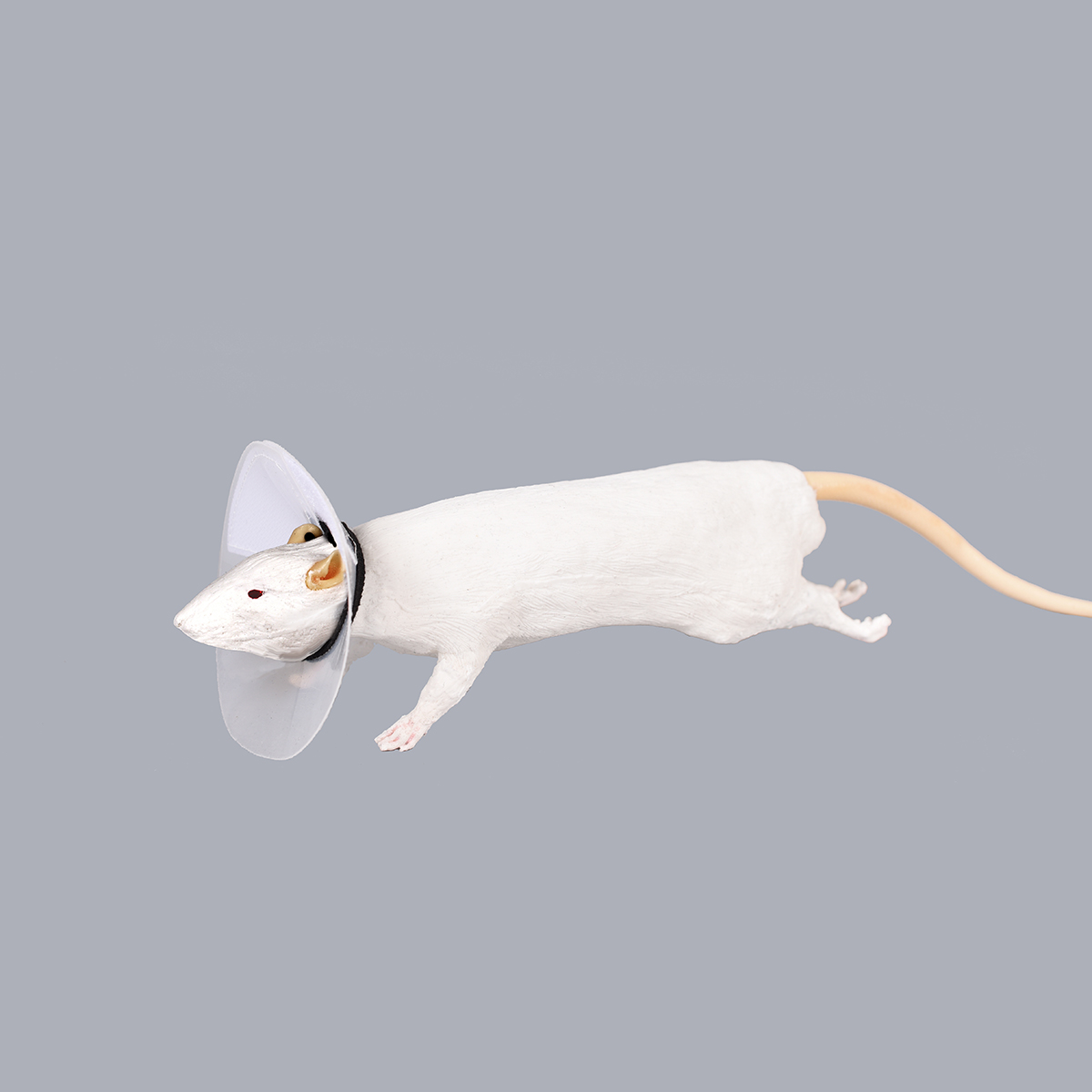 Rat Elizabethan Collar (RC E1)