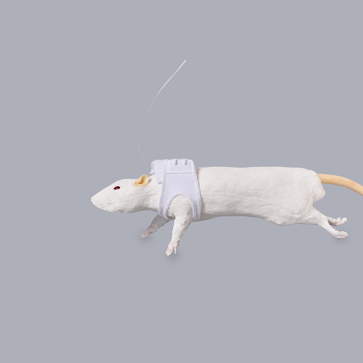 RAT JACKETS - For All Sizes & Procedures | Lomir Biomedical