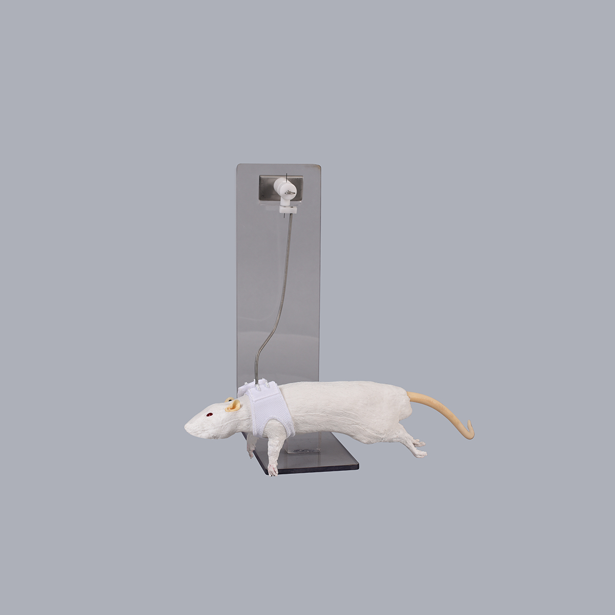 Rat in Tether System